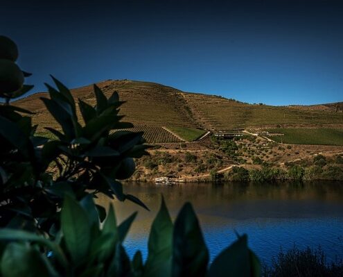 Quinta-do-Vallado-olive-oil-vineyards-douro-river-2